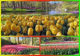 Tulip... Tanda Cinta Keukenhof Pada Dunia | Dok Pribadi