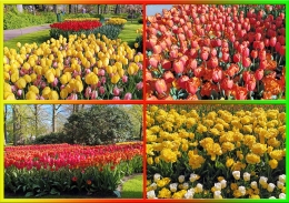 Tulip Dengan Berbagai Warna Dan Variannya | Dok.Pribadi