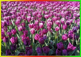 Tulip, Indah Kreasi Sang Pencipta | Dok. Pribadi