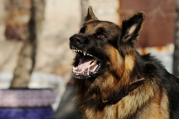 Ilustrasi anjing rabies.(Shutterstock/Victoria Antonova via Kompas.com)
