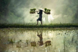 Ketahanan pangan Indonesia harus direvitaliasi dimulai dari petani petani | Foto: pixabay.com