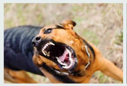 Reaksi anjing yang berlebihan (Foto : Pexels/iStock)