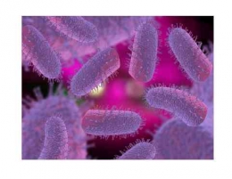 Virus rabies (Foto : Pexels/iStock) 