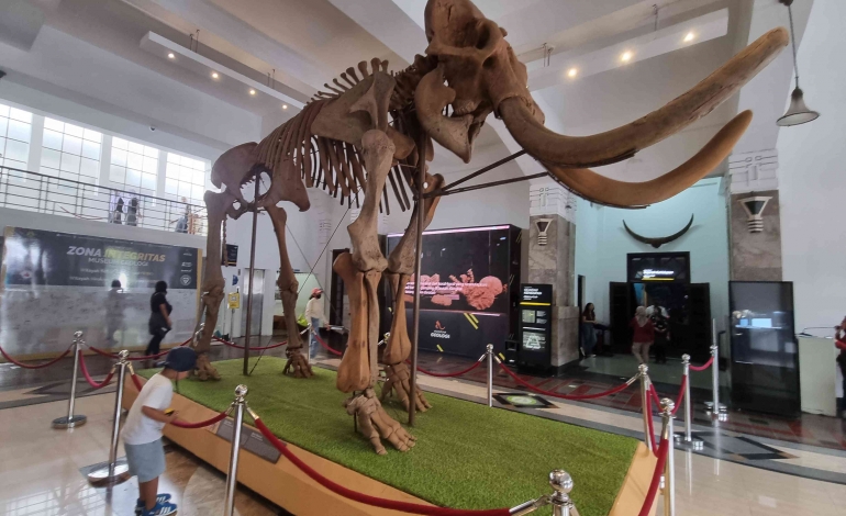 Fosil Gajah Blora di Museum Geologi (Foto : MomAbel)