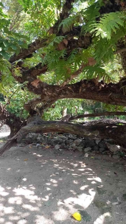 Suasana pepohonan rindang di Pantai Pasir Putih. | Sumber: Dokumentasi Pribadi