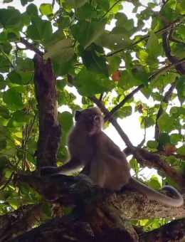 Monyet-monyet yang selalu bergelantungan di dahan pohon. | Sumber: Dokumentasi Pribadi