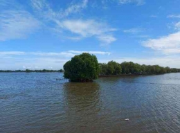 Tanaman manggrove yang tumbuh ditengah-tengah perairan