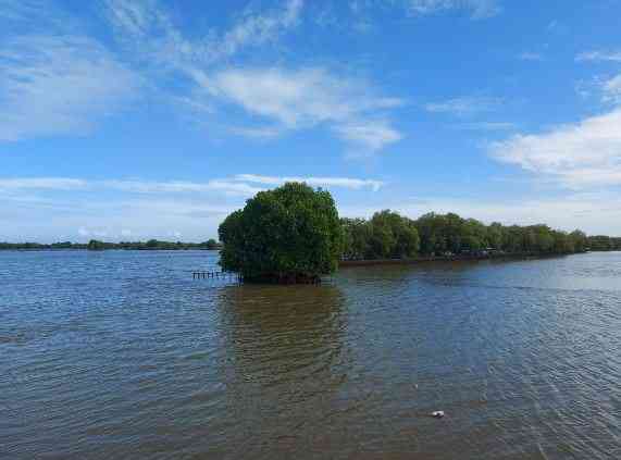 Tanaman manggrove yang tumbuh ditengah-tengah perairan