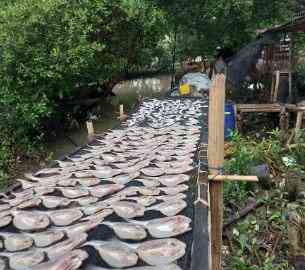 Hasil tangkapan laut yang diolah menjadi ikan asin oleh warga setempat