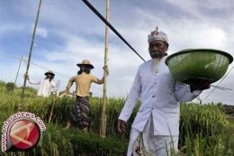 Sistem pertanian Subak di Bali (sumber: antaranews.com)