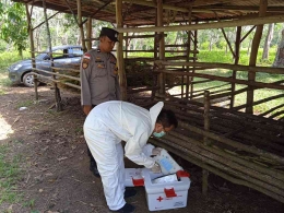 Ilustrasi petugas kesehatan hewan sedang Melakukan vaksinasi PMK pada hewan ternak (Sumber: Dok. Pri)
