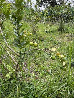 Kebun Lemon di sekitar Gua Maria Pereng. (Sumber: Dokumentasi Penulis.)