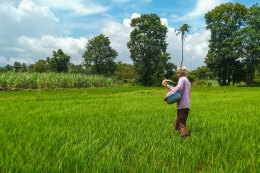 Ilustrasi petani sedang memupuk tanaman padi. (Sumber: Shutterstock/Abhijeet_Patil via kompas.com) 