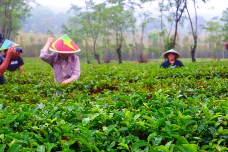 Ilustrasi petani kebun teh. Sumber: Dokumentasi PTPN XII via Kompas.com
