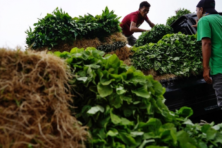 Aktivitas bongkar muat komoditas sayuran di pasar grosir sayuran Pasar Mawar, Jalan Mawar, Kota Bogor, Jawa Barat, Minggu (11/10/2020). Foto: Kompas/RONY ARIYANTO NUGROHO