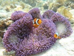 Nemo on blue Anemon, Kawalu (dokpri)