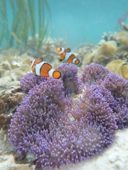 Nemo on blue anemon, Kawalu (dokpri)