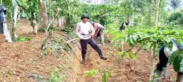Perawatan Tanah Salah satu untuk menigkatkan Produksi kopi (doc.Rasna).