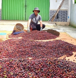 Petik Merah salah satu upaya untuk meningkatkan kualitas kopi (doc.Rasna).