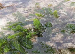 Anggur laut pada habitat substrat karang di Kei Kecil (Sumber: Putnarubun dan Valentine, 2020)