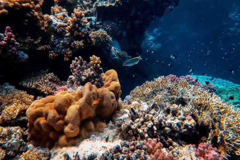 Lebih dari 1.550 dari 17.903 hewan dan tumbuhan laut yang dinilai oleh IUCN berisiko punah
