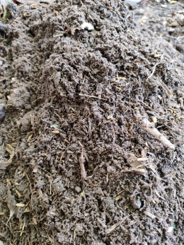 Dalam tiga bulan, sekam mentah, sisa sampah dapur, kotoran ayam, dan tanah akan terurai menjadi kompos seperti ini (dok. pribadi)