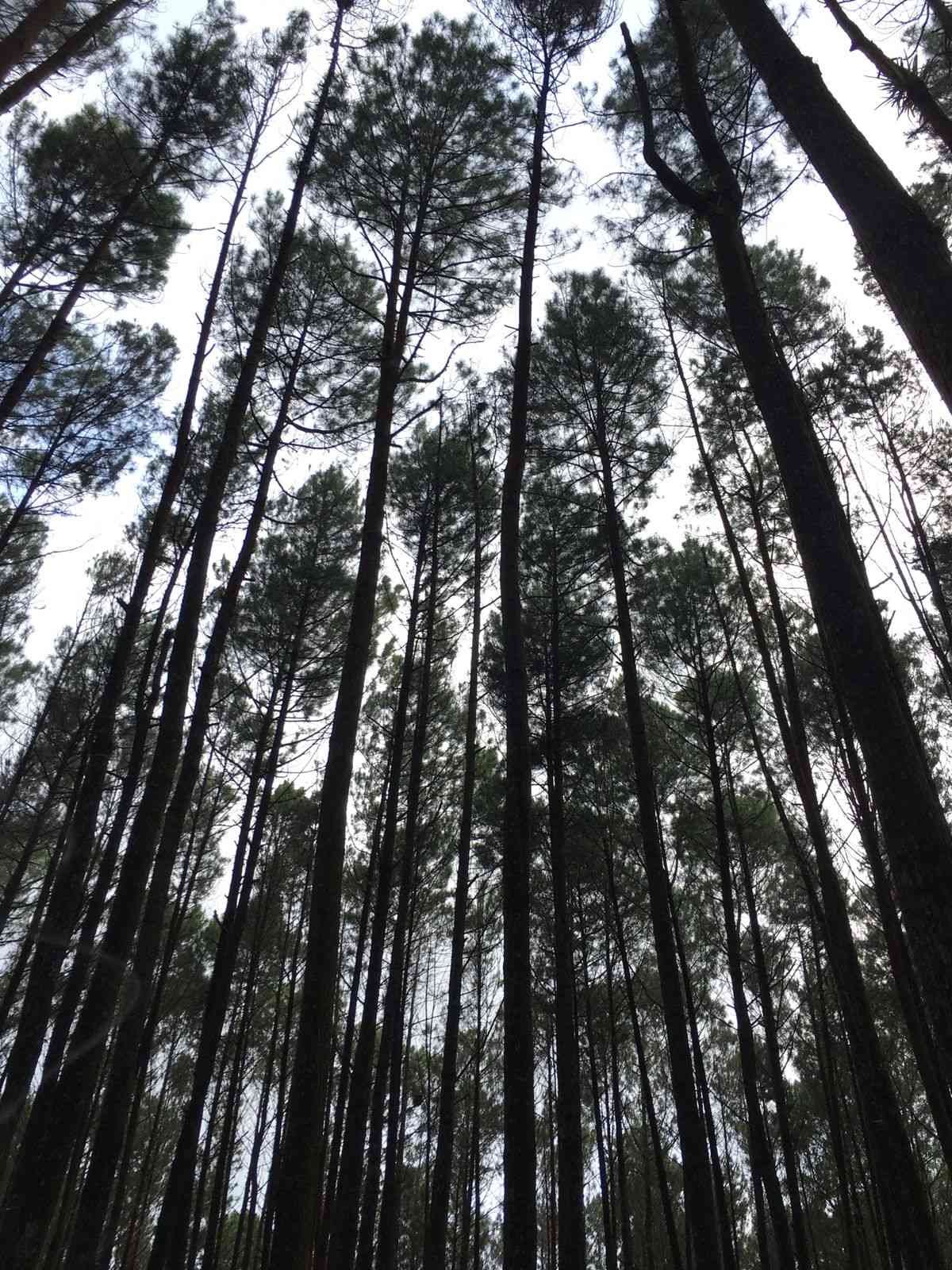 Wisata Alam Hutan Pinus Mangunan Dlingo, Pesona Alam Yang Menakjubkan ...