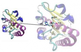 Struktur 3 dimensi enzim lipase. Foto dokumentasi : Dr. Ika R. Layly