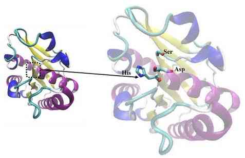 Struktur 3 dimensi enzim lipase. Foto dokumentasi : Dr. Ika R. Layly