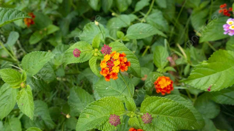 Lantana camara atau kis kase dalam bahasa dawan Timor, kini mulai terdesak akibat kehadiran sufmuti alias balakacida (dok foto: id.pngtree.com)