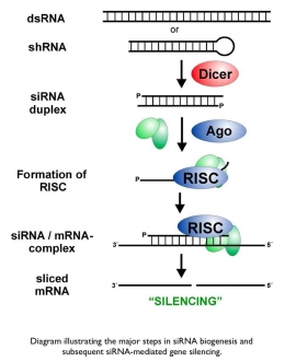 Gambar 1. ilustrasi proses terbentuknya siRNA dan pembungkaman mRNA (yang pembawa penyakit) oleh siRNA (UC San Francisco, 2018)