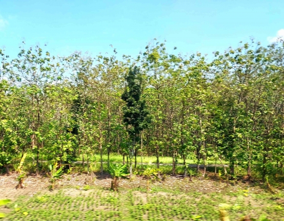 Hutan jati dengan latar depan tanaman pisang dan kacan tanah antara Stasiun Gundih dan Brumbung (Dokpri)