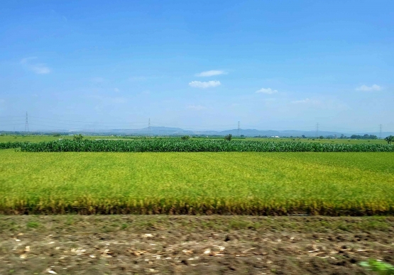 Areal persawahan di sisi selatan/barat Kabupaten Demak (Dokpri)