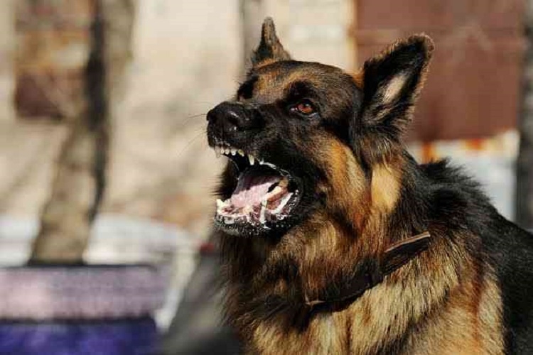 Ilustrasi hewan anjing tertular Rabies (sumber: Kompas.com dariShutterstock/Victoria Antonova)