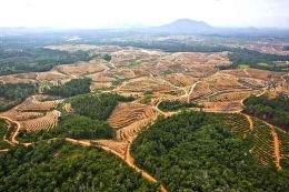 Deforestasi ulah manusia (httpsstatic.wixstatic.commedia).