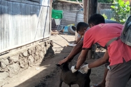 Petugas Sedang Melakukan Vaksinasi Pada Hewan (Sumber gambar: (Serafinus Sandi Hayon Jehadu/Kompas.com)