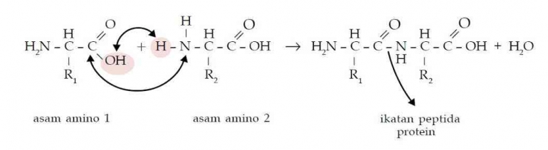 Reaksi Ikatan Peptida pada Dua Asam Amino | Sumber Gambar  : Roboguru @Ruangguru