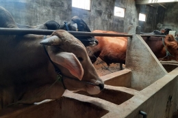 ilustrasi: Warga Pagerngumbuk melakukan pengolalaan belanja hewan qurban, Desa Pagerngumbuk, Kecamatan Wonoayu, Kabupaten Sidoarjo, Jawa Timur, Selasa