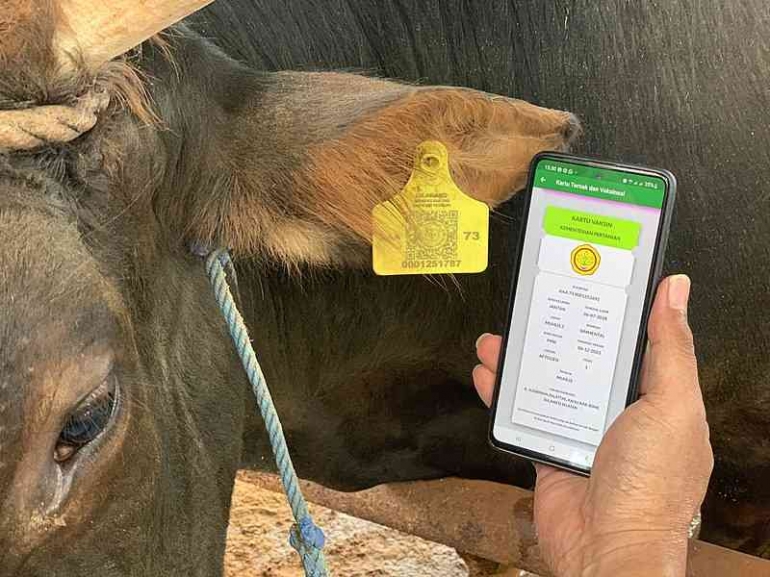 Ear Tag Sapi Ear Tag Secure QR Code Memastikan Hewan Kurban Sehat dan Berkualitas ...