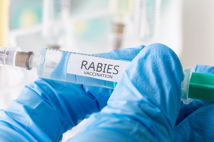 Ilustrasi vaksin rabies (Tobias Arhelger via kompas.com) 