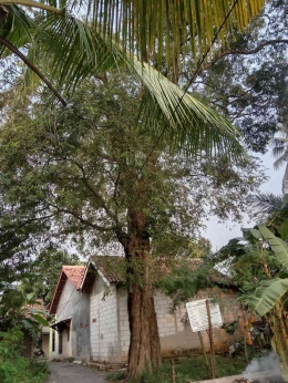 Foto pohon asem ketika sore hari/Dok Pribadi