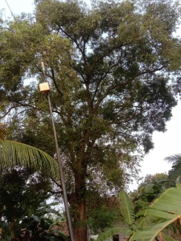 Tampak atas pohon asem /Dok Pribadi