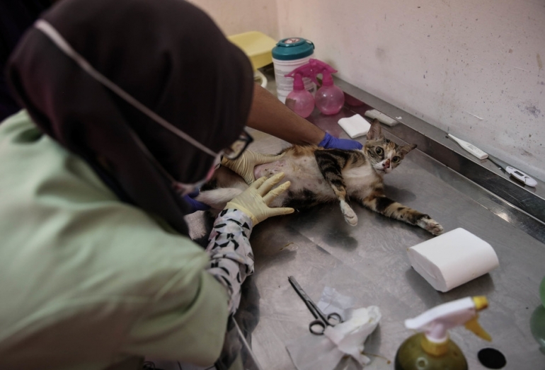 Kucing yang sedang mendapat penanganan medis dari petugas di Pusat Kesehatan Hewan (Puskeswan) Ragunan, Jakarga. Sumber: Kompas.com/Garry Lotulung