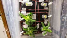 https://www.cnet.com/science/enjoy-this-bouquet-of-zinnia-plants-growing-on-the-space-station/