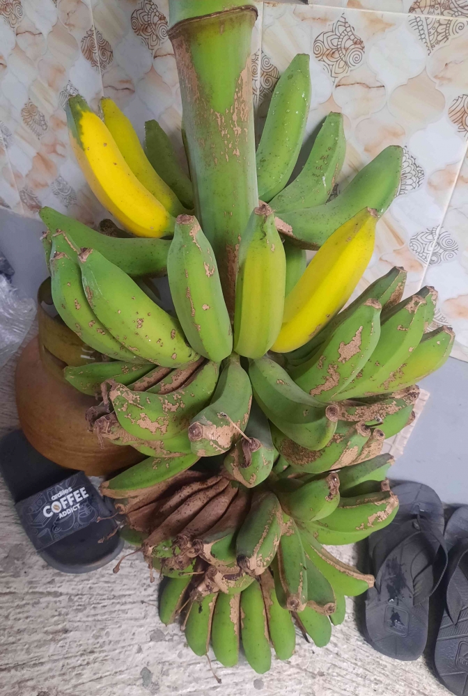 Foto Panen Pisang Raja, dokpri Yuliyanti