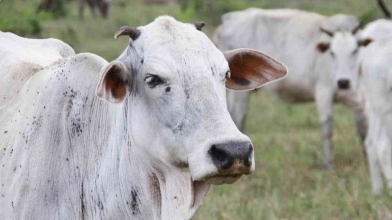 Sapi menjadi salah satu inang dari penyakit antraks (sumber: bandung.viva.co.id)