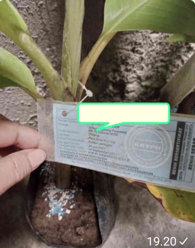 Foto Bibit Pohon Pisang Raja Bulu Kuning. Dokpri Yuliyanti