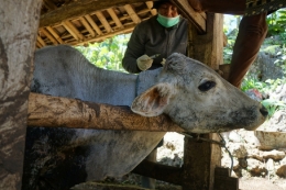 Petugas menyuntikkan antibiotik kepada sapi yang berada di Desa Pucanganom, Kecamatan Rongkop, Kabupaten Gunung Kidul, Daerah Istimewa Yogyakarta, Sabtu (18/1/2020). Hal itu merupakan langkah antisipasi dari paparan bakteri antraks yang muncul di kabupaten tersebut. 