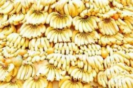komoditas pisang-sumber gambar-ekonomi bisnis