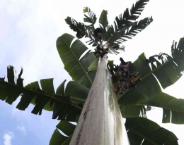 pohon pisang raksasa: mongabay.co.id
